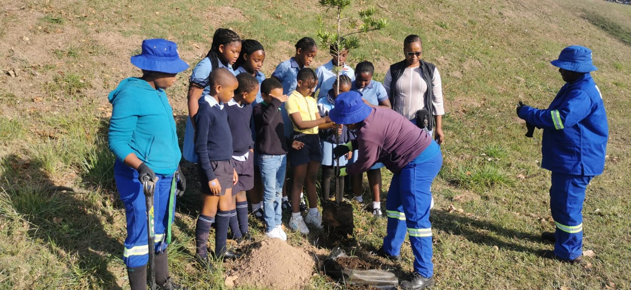 EMBD Tree Donation (3)