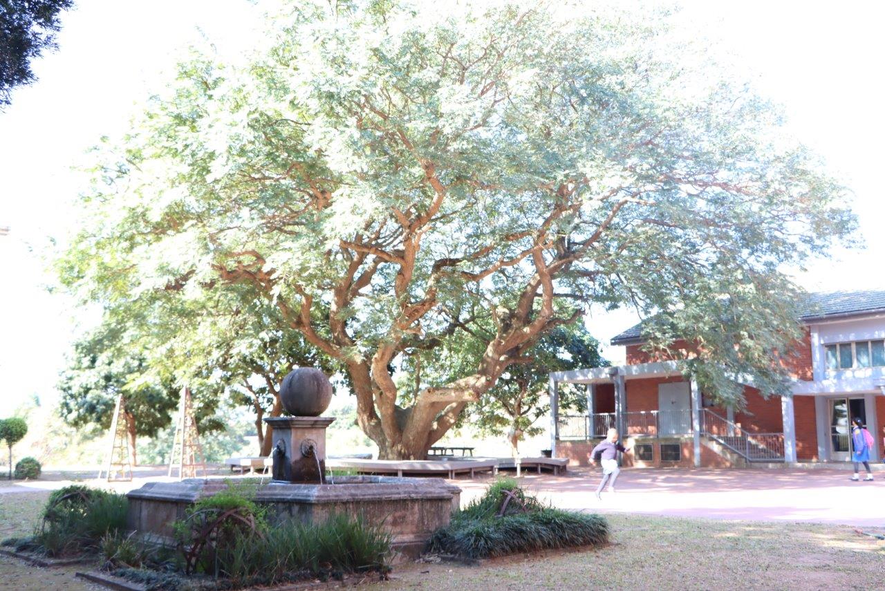 Lyndhurst School (34)